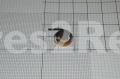 Flexi print Connector - 9055295 Seal Pes 8x1 1 64m-szt [Amica]
